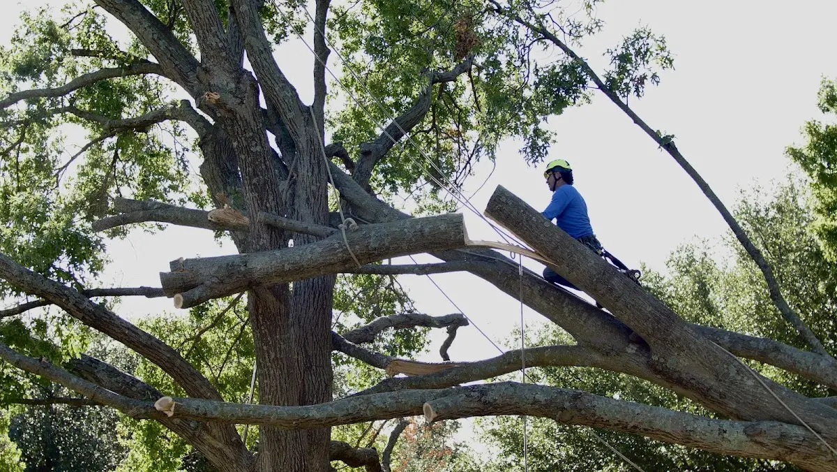 Professional Hazardous Tree Removal performed by certified arborists in Gardendale